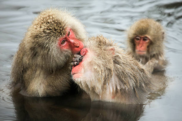 istock Snow monkeys in Japan 537347039