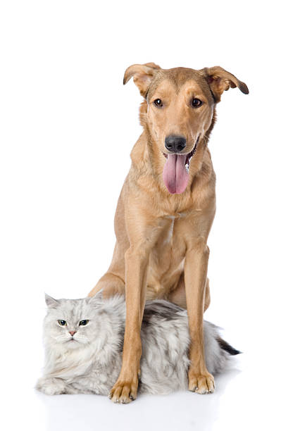 istock dog embracing a cat. isolated on white background 537347462