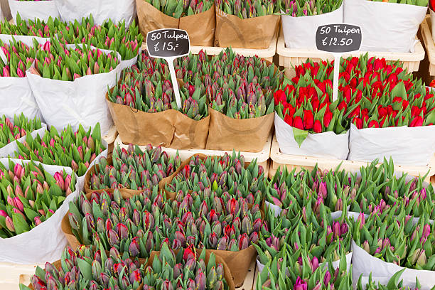 istock Colorful tulips on sale 537347903
