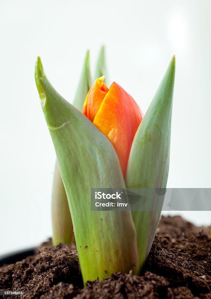 Tulip macro on white background Tulip macro on white background. 2015 Stock Photo