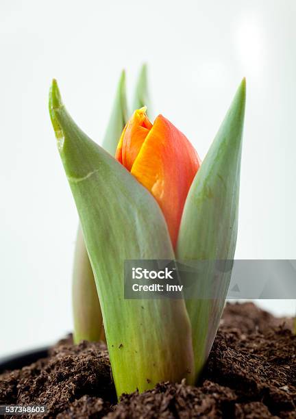 Tulip Macro On White Background Stock Photo - Download Image Now - 2015, Botany, Dirt