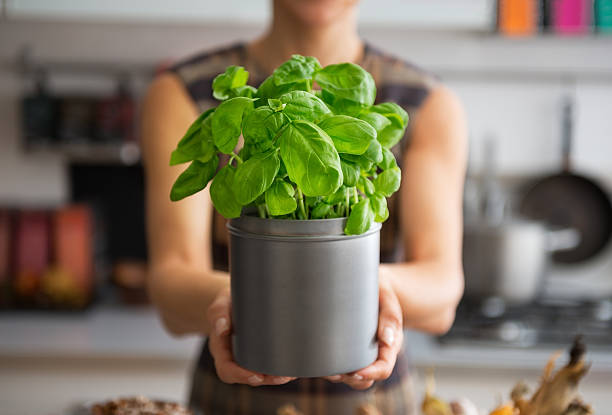 istock closeup on young housewife showing fresh basil 537348749