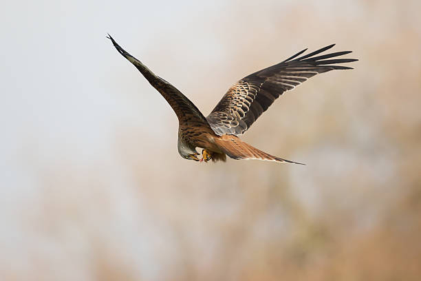 istock Red Kite, Bird of Prey, Milvus milvus. 537348889