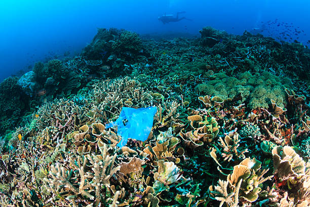 Discarded plastic bag on a tropical coral reef Manmade Pollution - a discarded plastic bags lies entangled on a tropical coral reef while SCUBA divers swim past in the background mabul island stock pictures, royalty-free photos & images