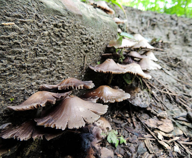 istock Fungus fruiting body - mushrooms/toadstool - spore bearing body 537349880
