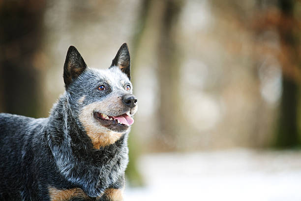 porträt schöne lustige australischer schäferhund welpe im schnee hintergrund - obedience pets loneliness looking at camera stock-fotos und bilder