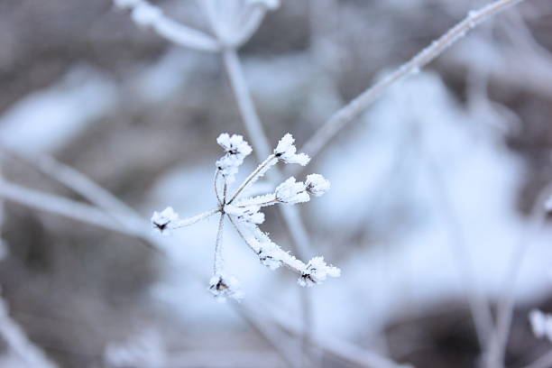 istock outdoor plant with snow winter time 537350029