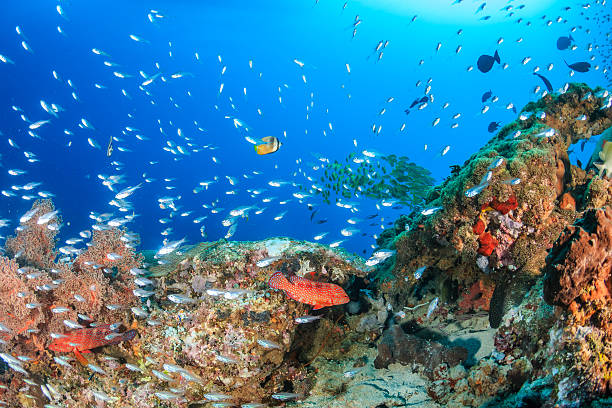 istock Glassfish swarm around a coral pinnacle 537350241