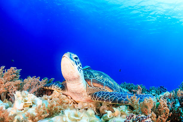 istock Green Turtle on a tropical coral reef 537350517