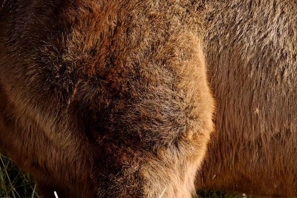 istock Fur of a brown Horse 537350579