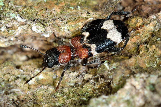 chrząszcz (thanasimus formicarius) na korze - formicarius zdjęcia i obrazy z banku zdjęć