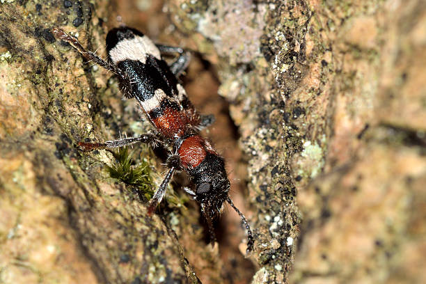 besouro do ant (thanasimus formicarius - formicarius imagens e fotografias de stock