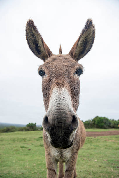 funny donkey face funny donkey  looking at the camera caricature photos stock pictures, royalty-free photos & images