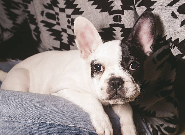 istock Little french bulldog 537351995