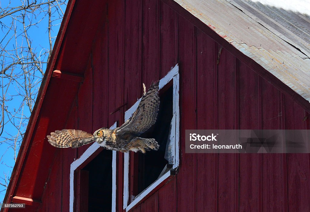 Amazing catch of owl in flight Great horned owl leaving the barn 2015 Stock Photo