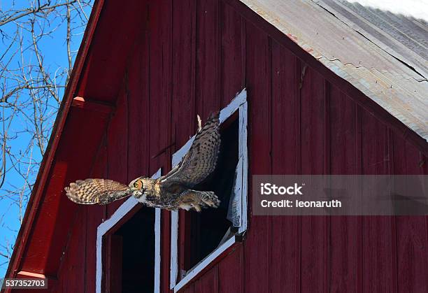Amazing Catch Of Owl In Flight Stock Photo - Download Image Now - 2015, Barn, Bird