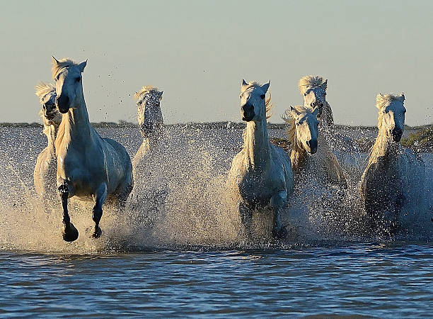istock Horses of the Camargue 537353264