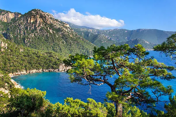 Pine trees on the southern coast of Turkey. Calm blue sea and clear sky. View of Mediterranean Sea from Cape Gelidonya. Spring sunny day in Antalya province, Turkey.