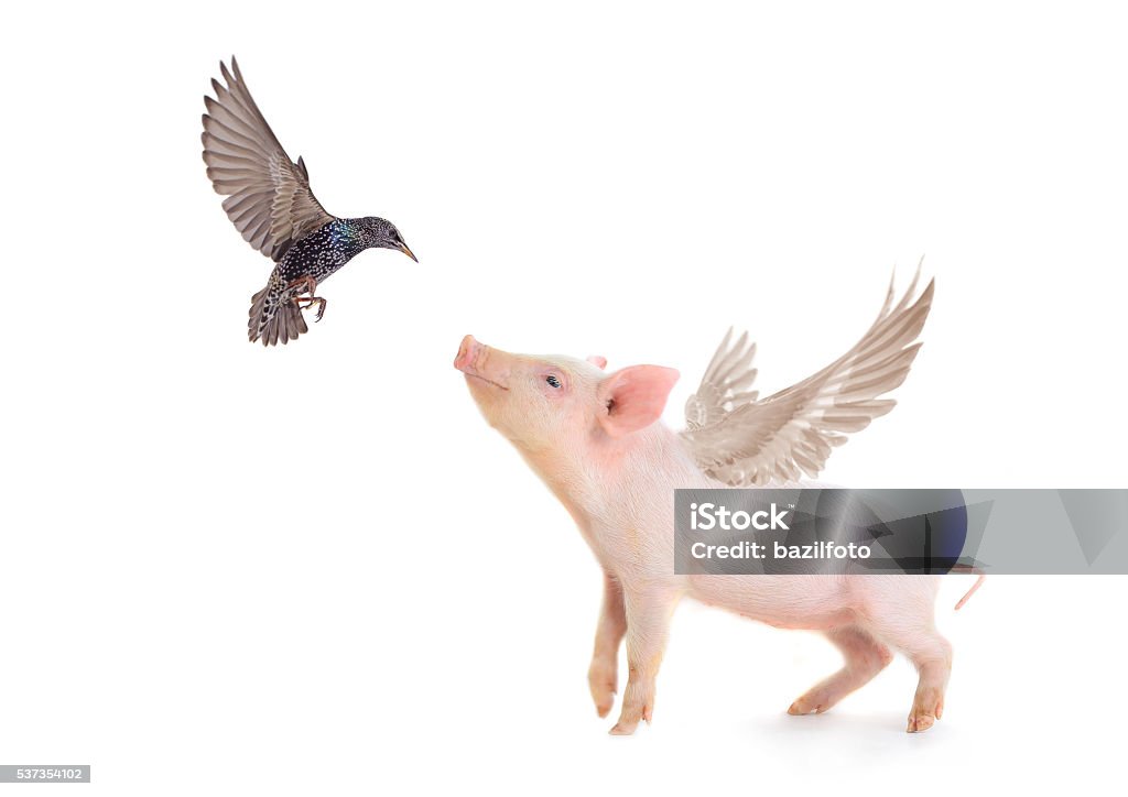 Cochon et observer les oiseaux - Photo de Porc - Mammifère ongulé libre de droits