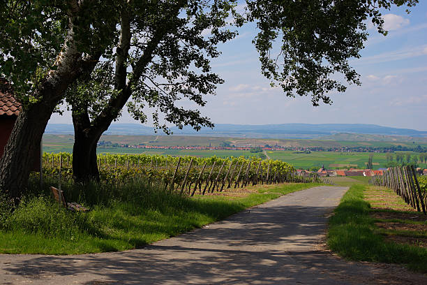 istock Wine agriculture in rhine-hesse in springtime, Germany 537354566