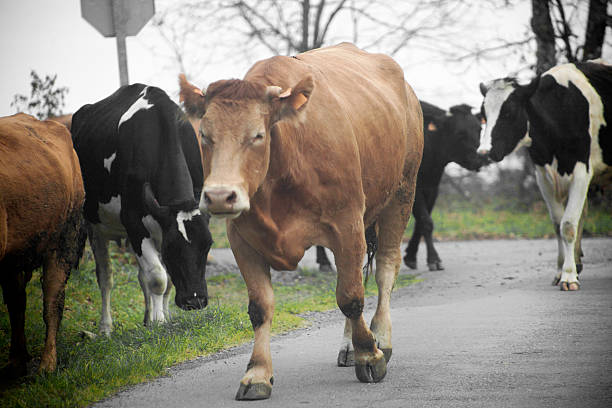 Group of cows walking along a country road, \