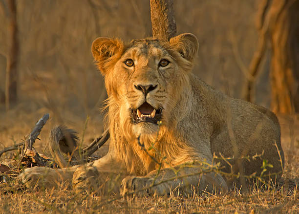 Curious Lion Sub adult Male Curiously Watching us On Evening time while We are on Gir Expedition. gir forest national park stock pictures, royalty-free photos & images