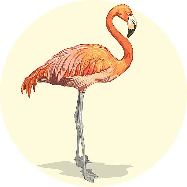 Vector illustration of Flamingo