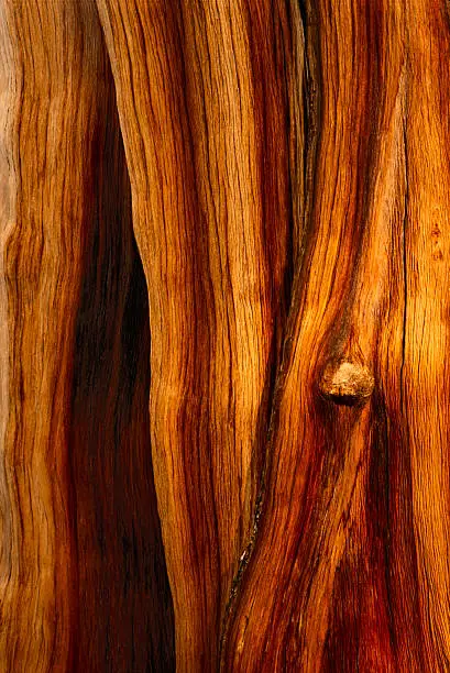 Closeup of an ancient bristlecone pine tree in the White Mountains of California