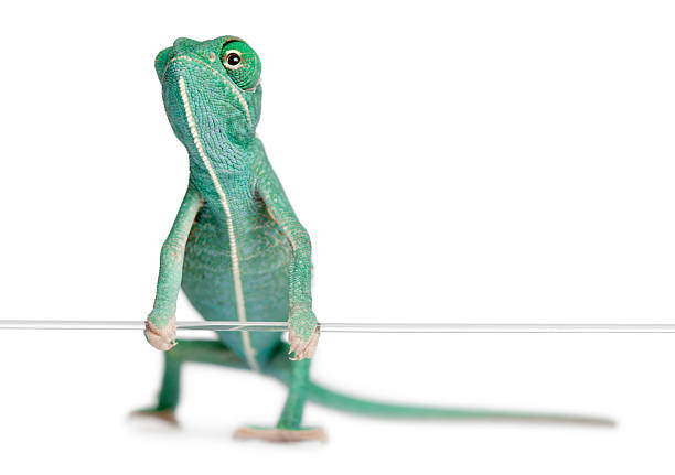 istock Young veiled chameleon, Chamaeleo calyptratus, holding on a string 537358538