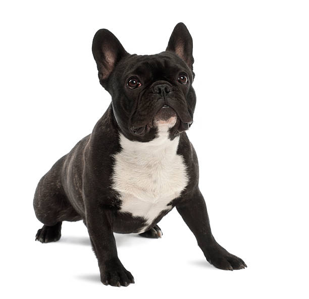 istock French Bulldog, 1 year old, portrait against white background 537358722