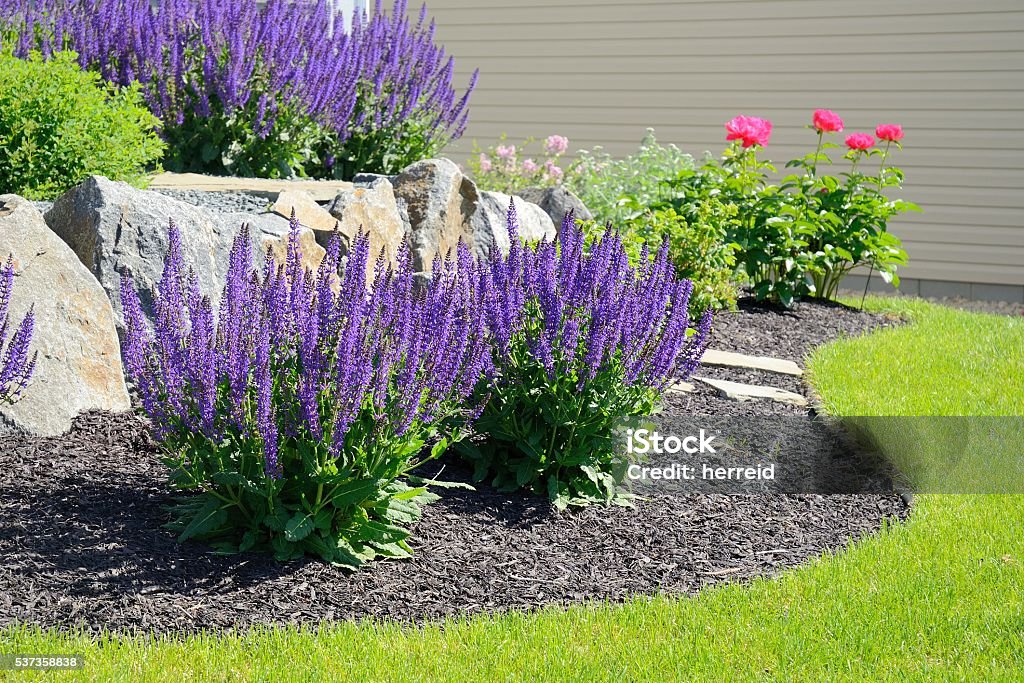 Salvia Flowers and Rock Retaining Wall Salvia Flowers and Rock Retaining Wall at a Residential Home Sage Stock Photo