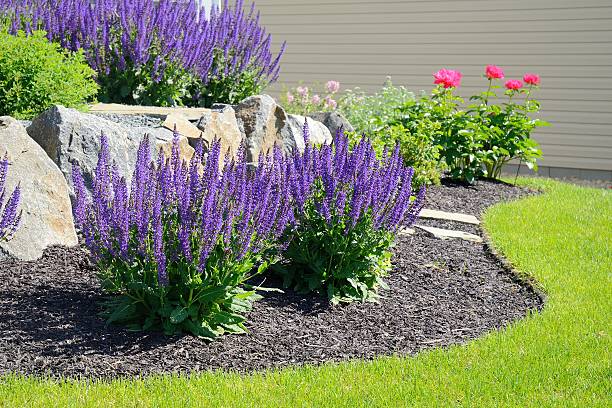 Salvia Flowers and Rock Retaining Wall Salvia Flowers and Rock Retaining Wall at a Residential Home perennial sage stock pictures, royalty-free photos & images