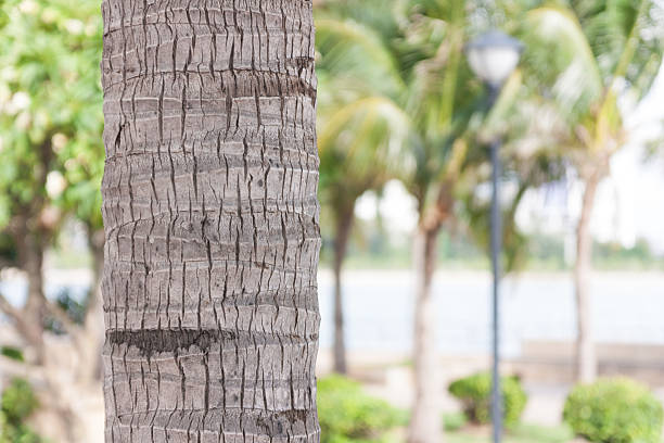 istock Close up of Coconut tree 537359024