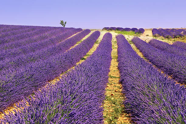 istock Plateau Valensole, Provence: lavender field 537359868