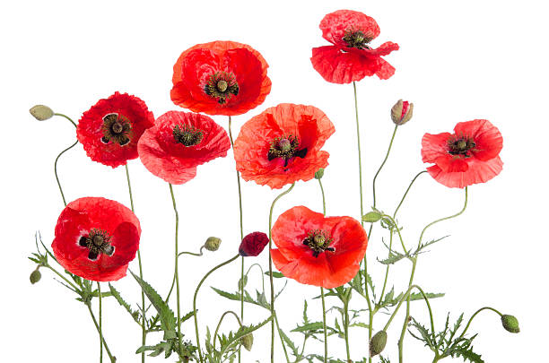 istock red poppies isolated on white background 537360478