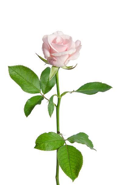 istock beautiful pink rose isolated on white background 537360496