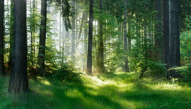 sunlit natural spruce tree forest - forest stockfoto's en -beelden