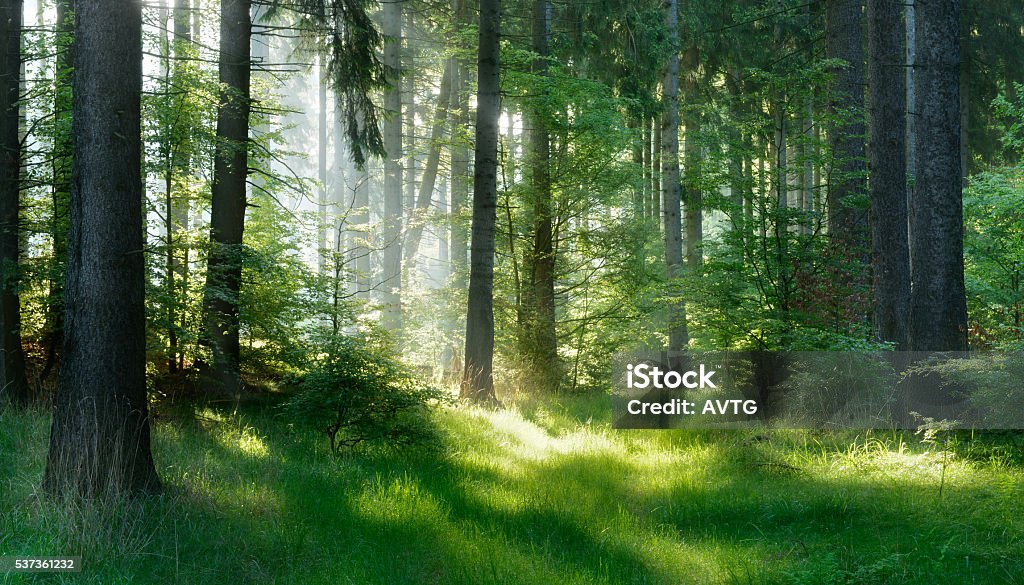 Sunlit Natural Spruce Tree Forest Forest Stock Photo