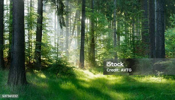 Sunlit Natural Spruce Tree Forest Stock Photo - Download Image Now - Forest, Tree, Woodland
