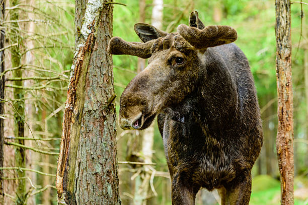 istock Moose bull in the forest 537361770