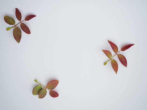 istock views of rose leaves isolated on white background 537361910