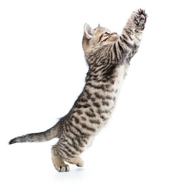 istock playful scottish kitten jumping up isolated 537363392
