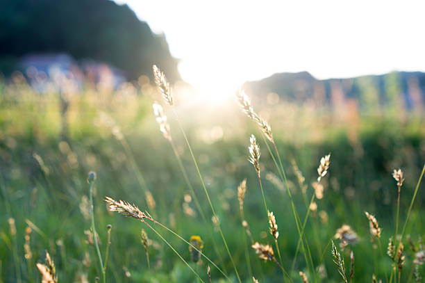 istock Fountain grass brighten with dewdrops at sunset. 537364102