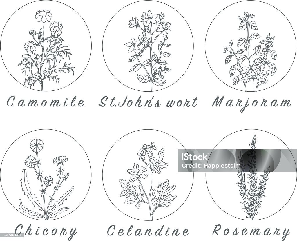 Set of spices, herbs and officinale plants icons. Set of spices, herbs and officinale plants icons. Healing plants. Medicinal plants, herbs, spices hand drawn illustrations. Botanic sketches icons. St. John's Wort stock vector