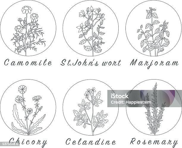 Set Of Spices Herbs And Officinale Plants Icons Stock Illustration - Download Image Now - St. John's Wort, Backgrounds, Botany