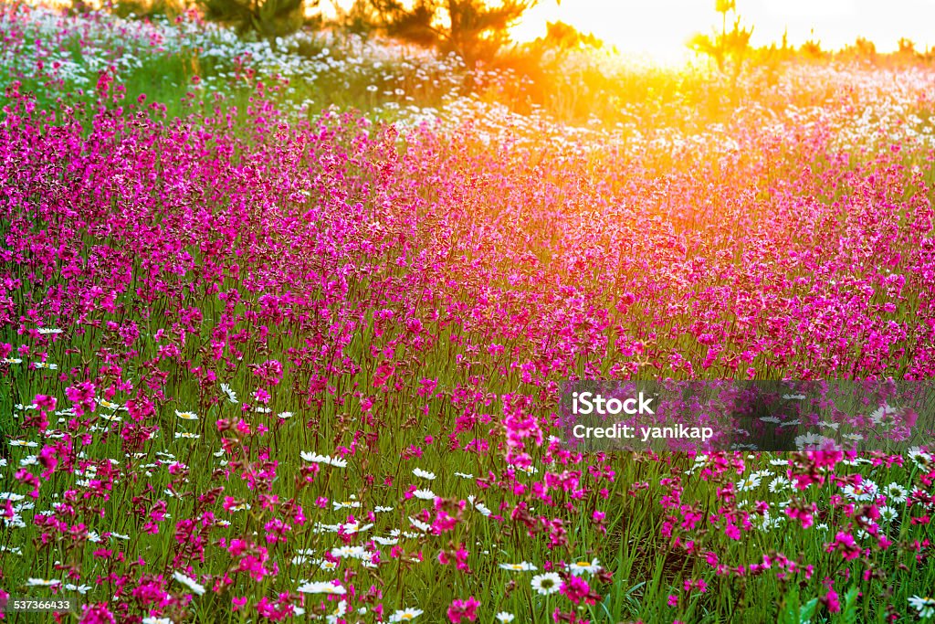 summer  landscape with  flowers on a meadow and  sunset the summer  landscape with  flowers on a meadow and  sunset 2015 Stock Photo