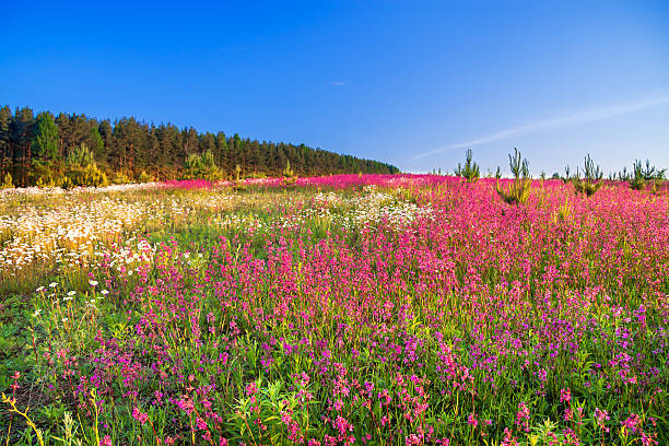 istock spring  landscape with  flowers on a meadow 537366435