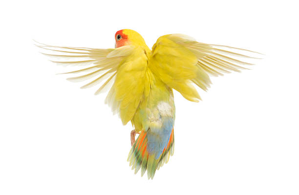 istock Rosy-faced Lovebird flying also known as the Peach-faced Lovebird 537367344