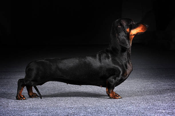 istock Dog German Dachshund is to show the position 537367896