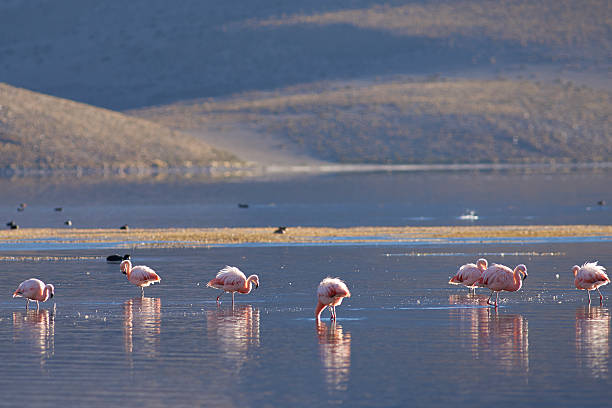 istock Chilean Flamingos on the Altiplano 537367926